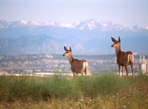 Mule Deer at Denver's Rocky Mountain Arsenal National Wildlife Refuge